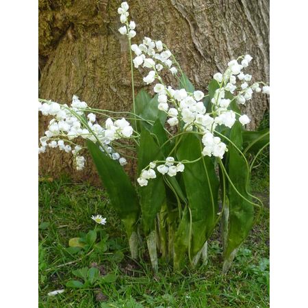 where to buy lily of the valley nz online